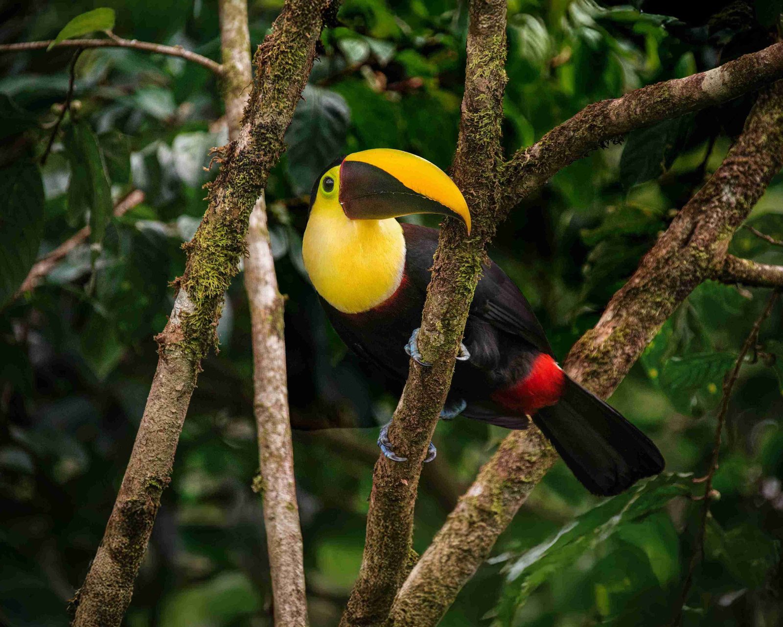 SALOYA MINDO LIFE: UN HOTEL SOSTENIBLE EN EL CORAZÓN DEL CHOCÓ ANDINO